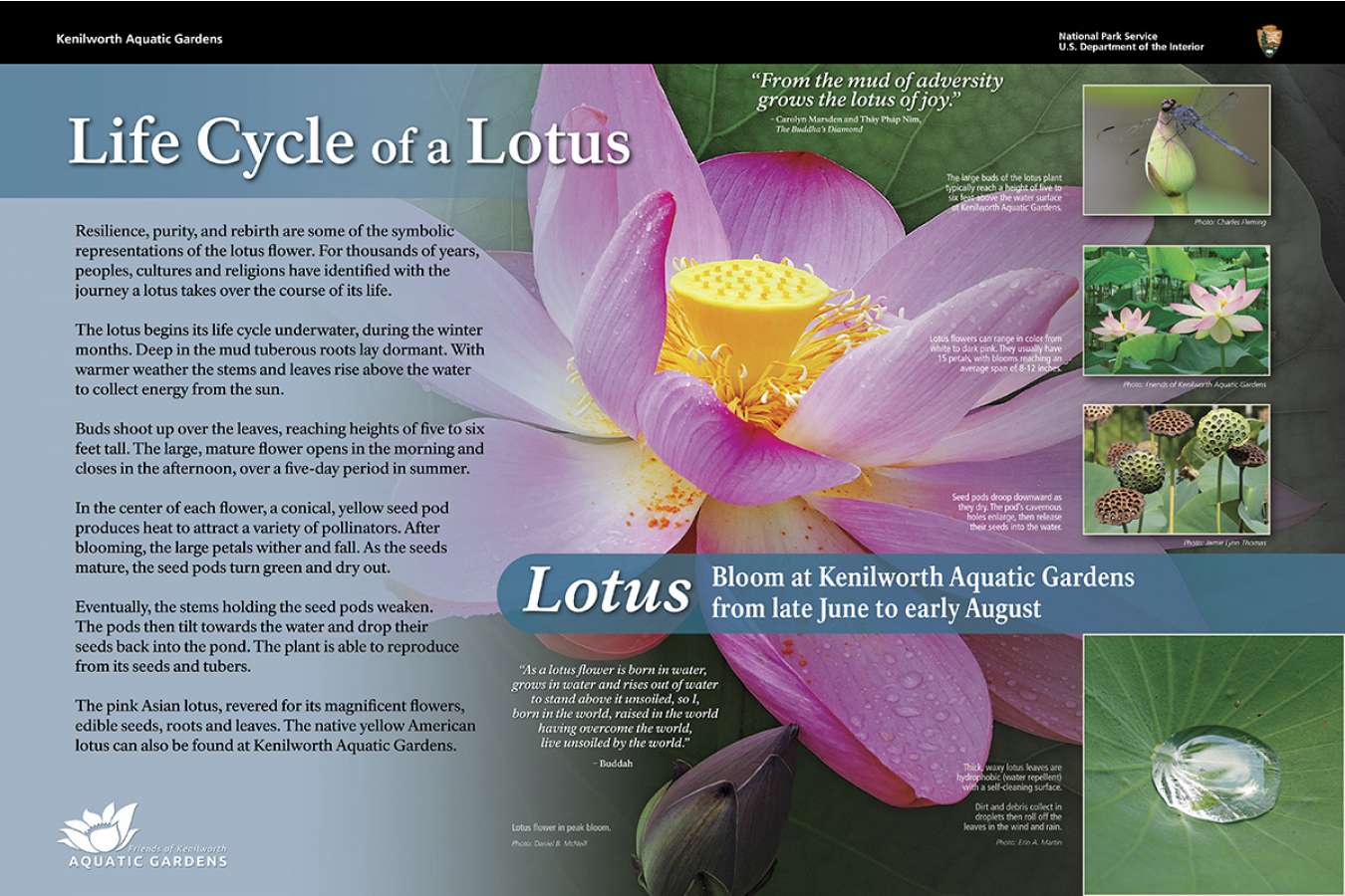 Fokag 3 Lotus : Kenilworth Aquatic Gardens feature Lotus and other ornamental water plants in colorful pond displays