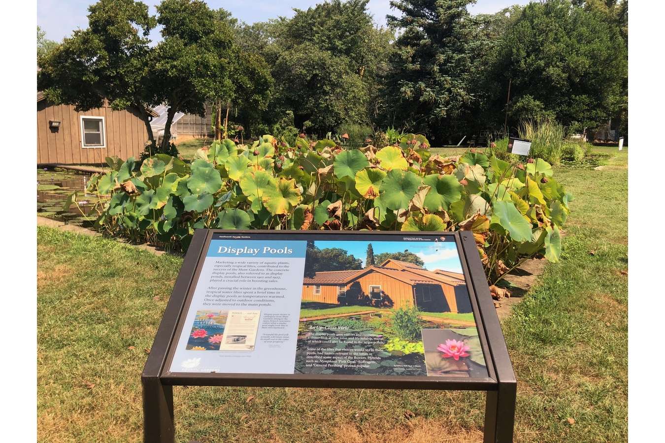 Fokag 30 : An Original Display Pool from Shaw Gardens still in use at Kenilworth Aquatic Gardens