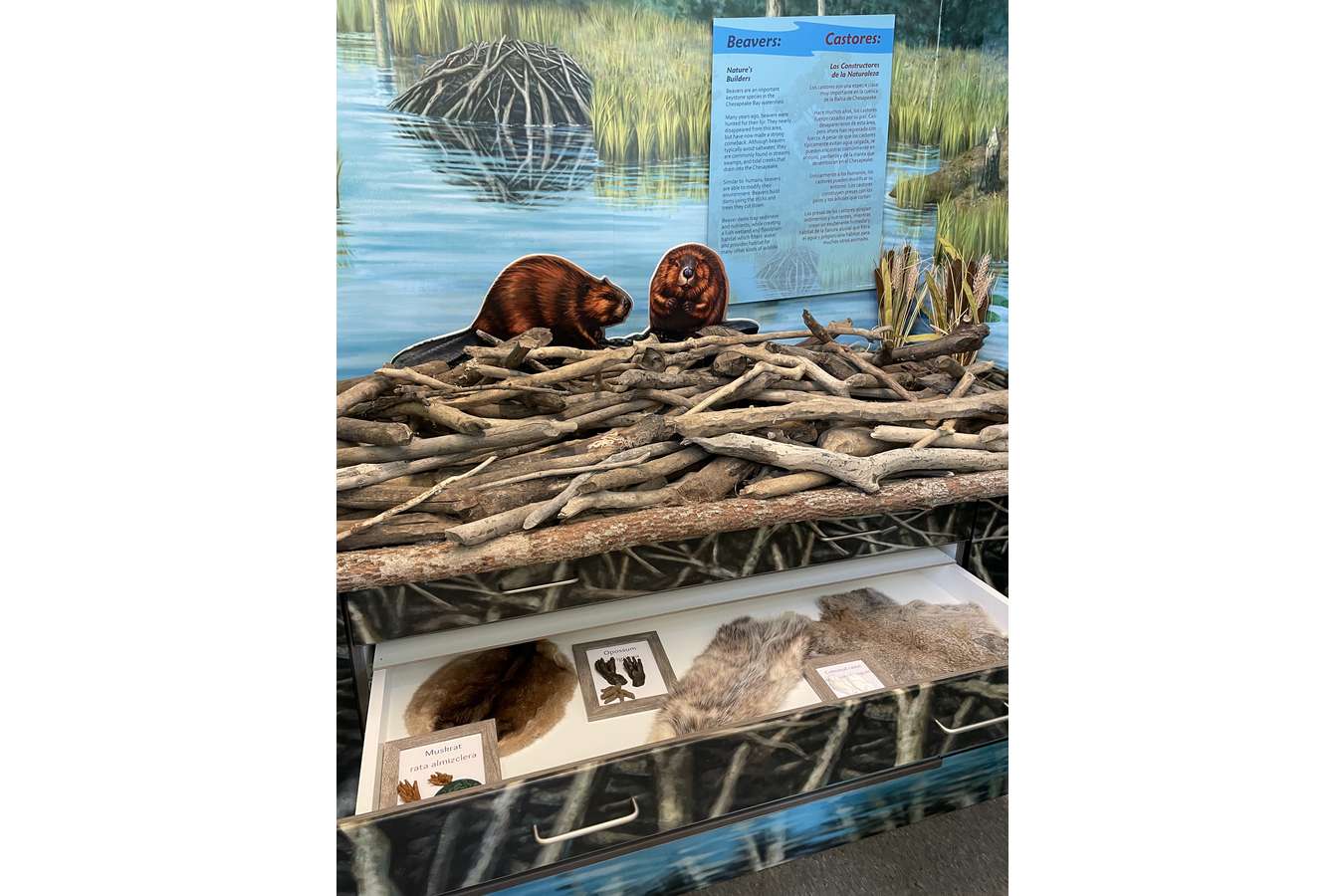 SPVC 1901 Beaver Drawer : The Beaver Dam discovery drawers are filled with local animal skins, identifying footprints and scat.